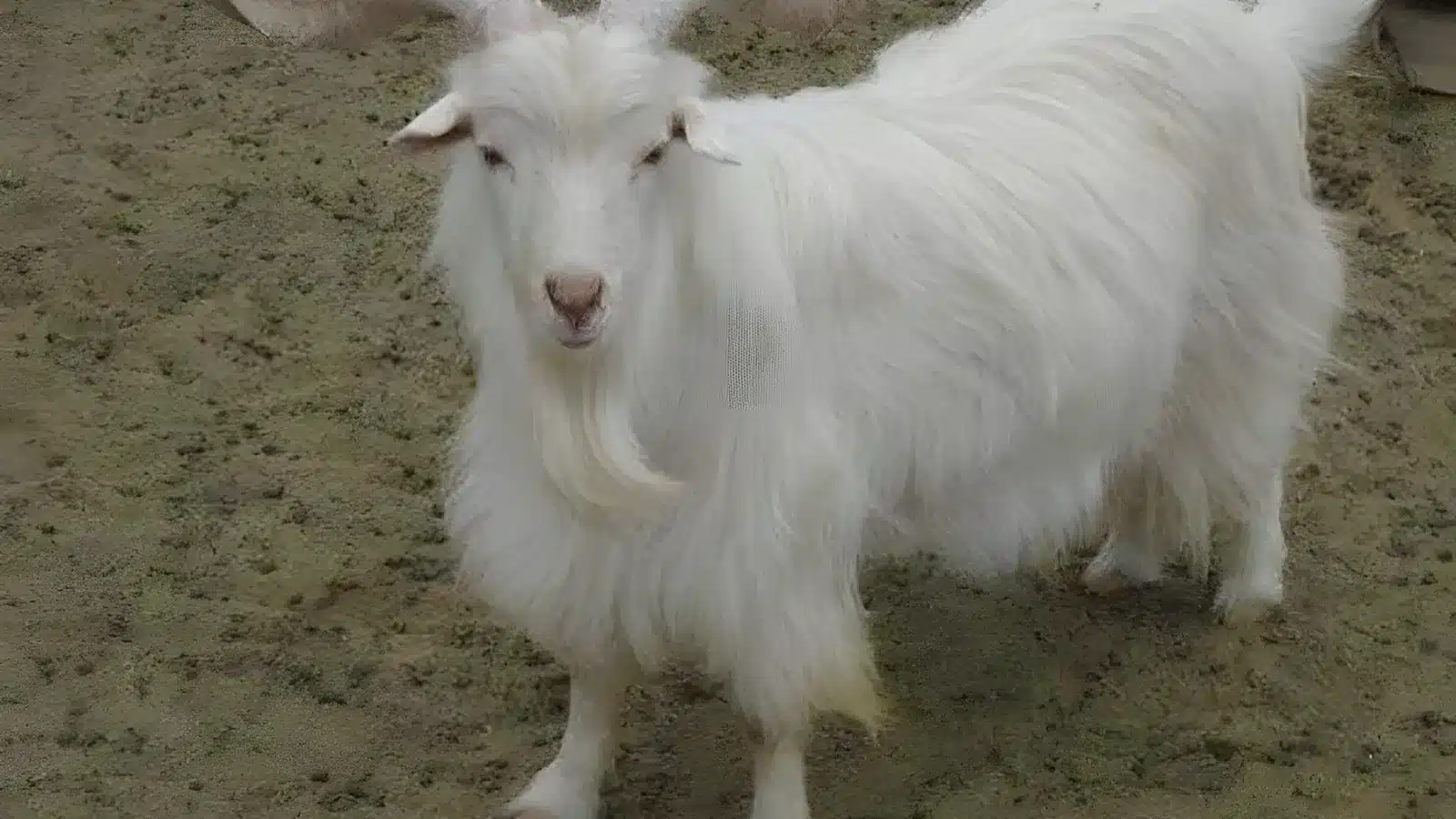 Changthangi goat