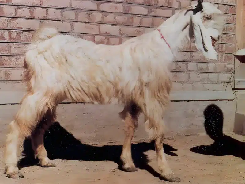 Chegu goat