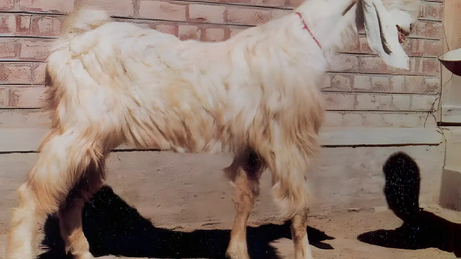Chegu goat