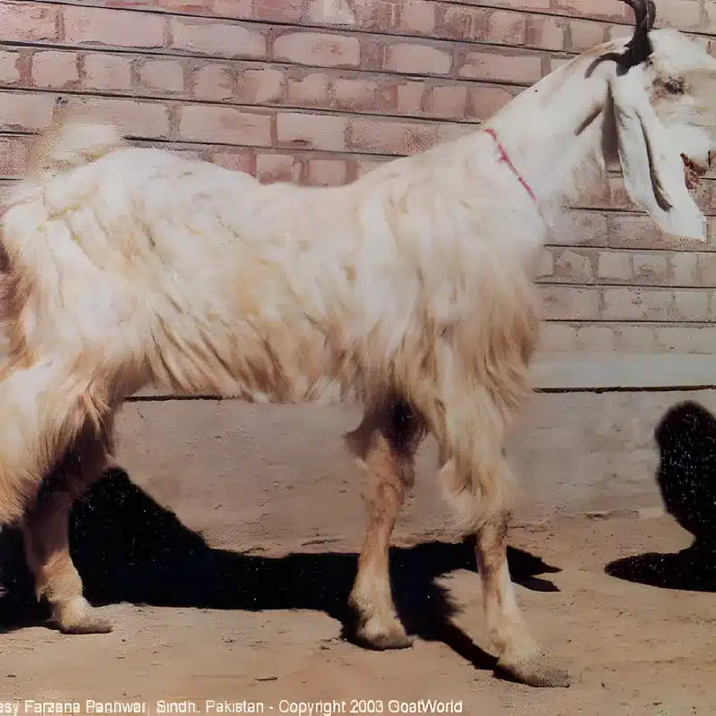 Chegu Goat