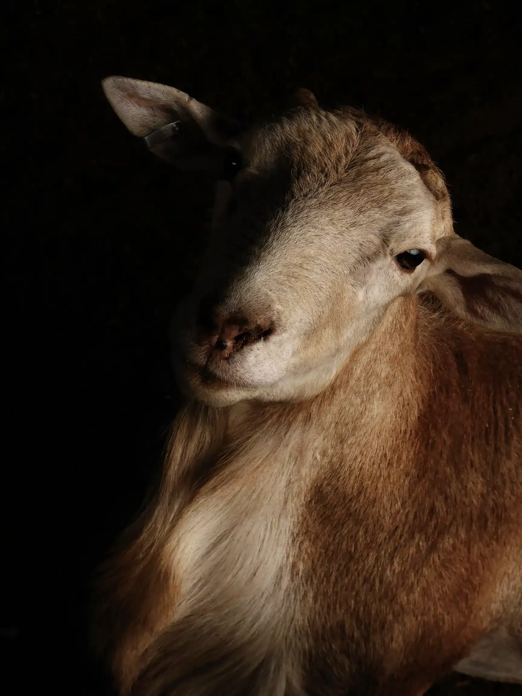 ICAR-CIRG Goat Farming Training