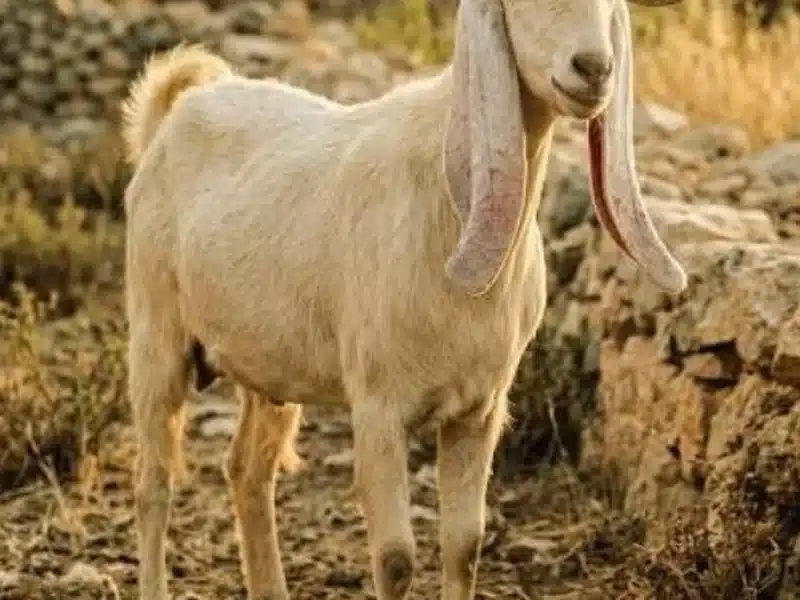 Damascus goat