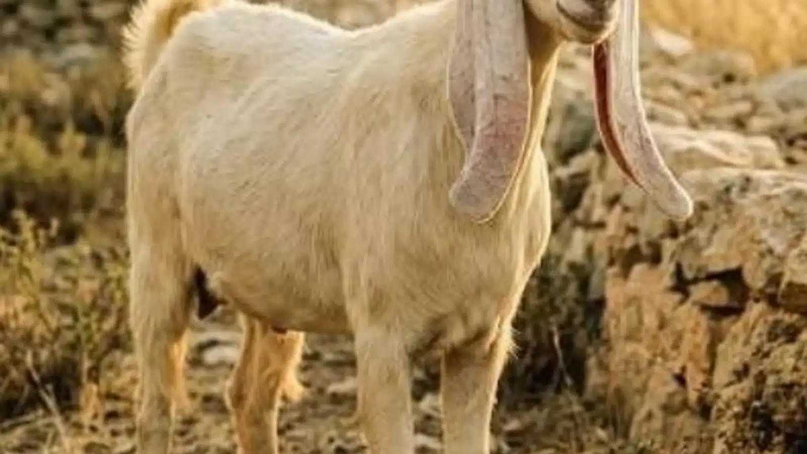 Damascus (Shami) Goat Breed Guide