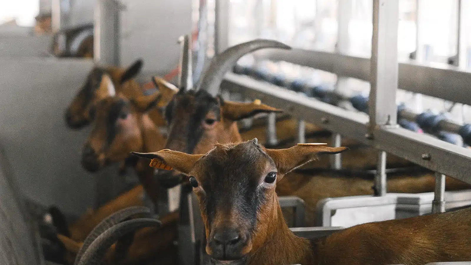 Goats in a managed handling facility for deworming