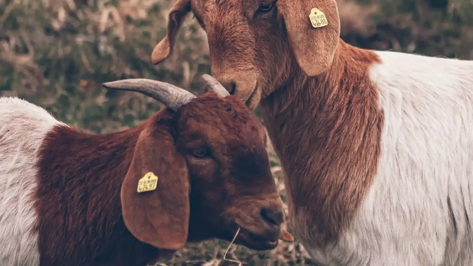 Goat farming questions answered