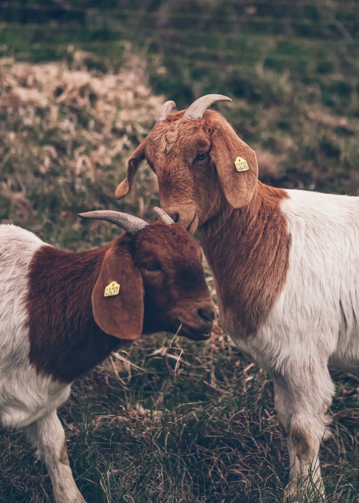 How to Make Goat Milk Cheese at Home