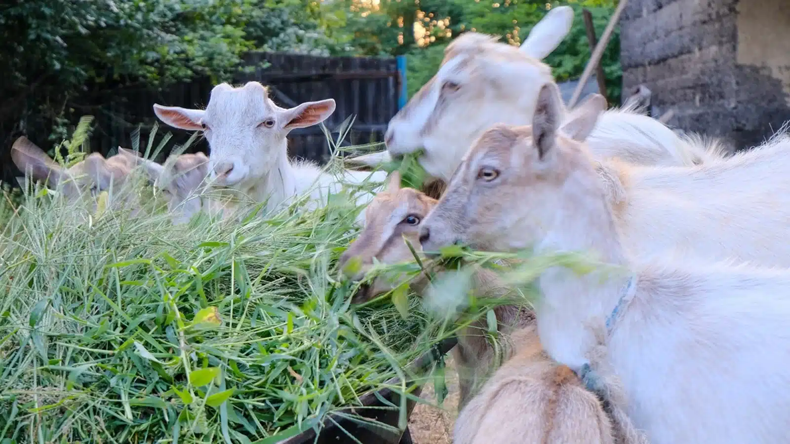 Green fodder for goats