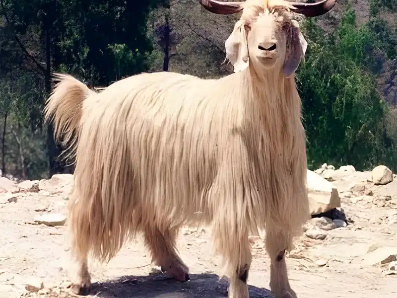 Gaddi goat
