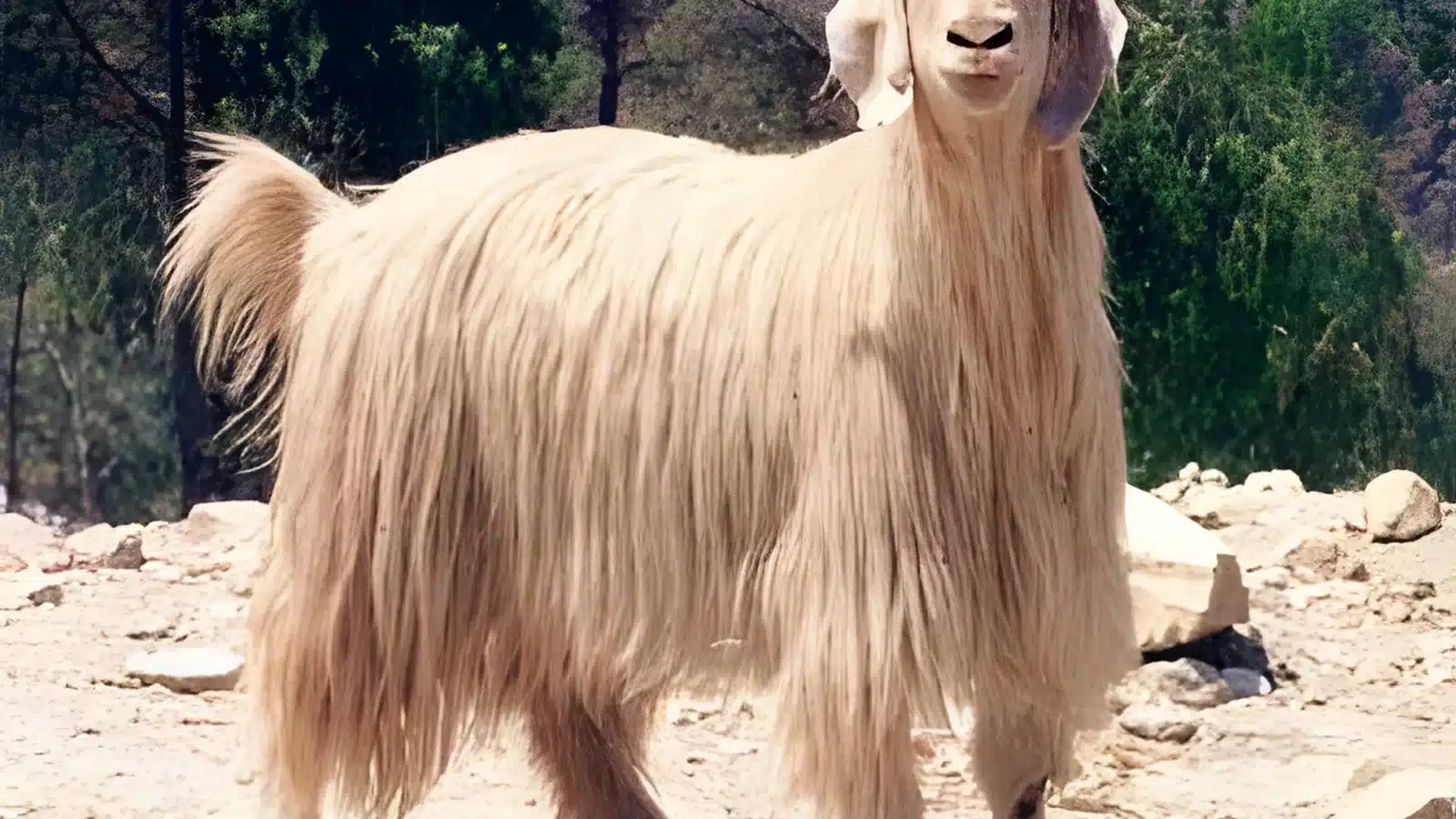 Gaddi goat