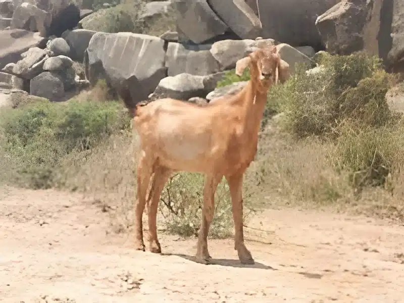 Ganjam goat