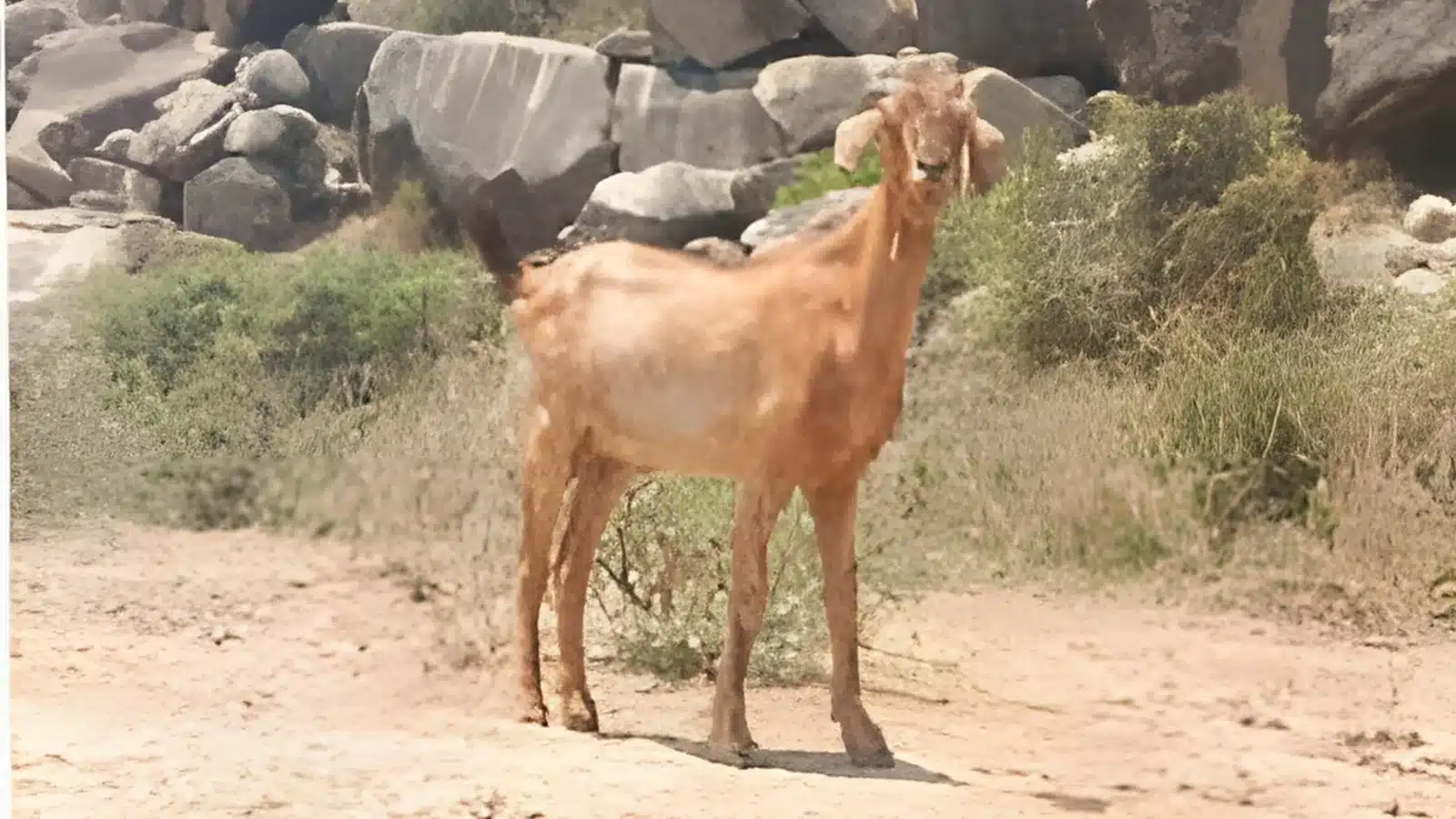 Ganjam goat