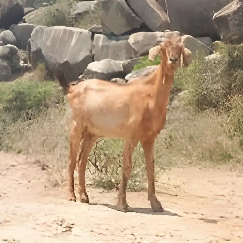 Ganjam Goat