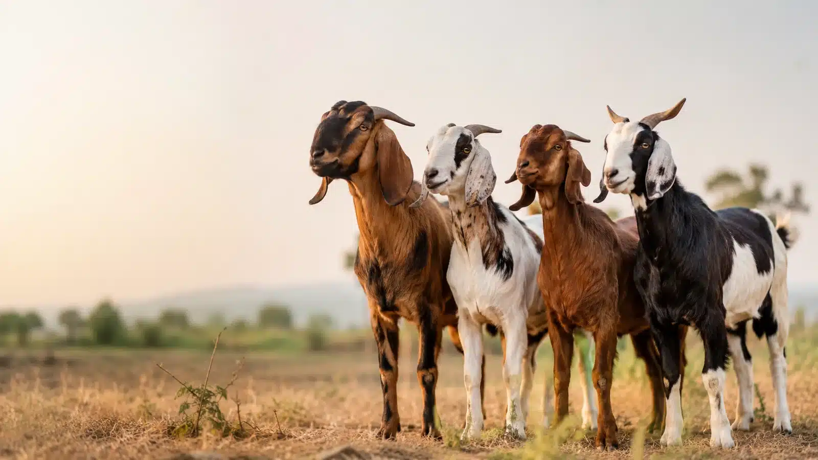 Different goat breeds standing together in an open field