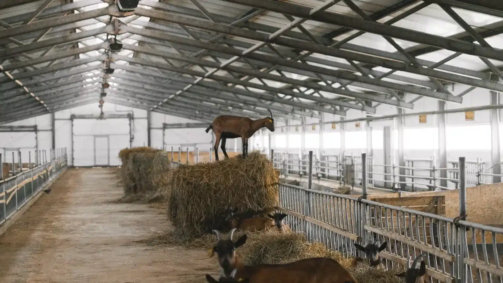 Goat farm setup and equipment