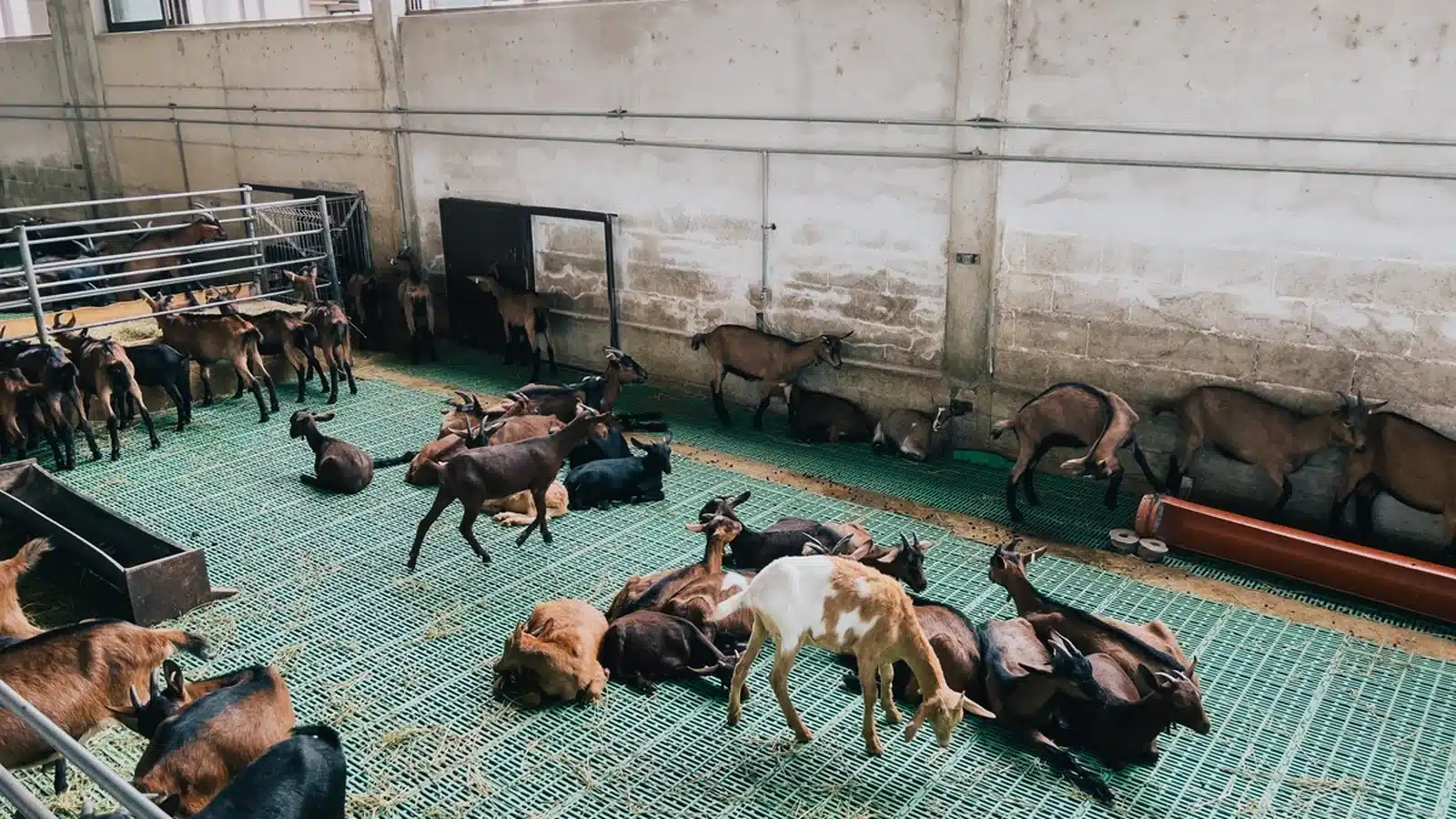 Goat shelter and shed design