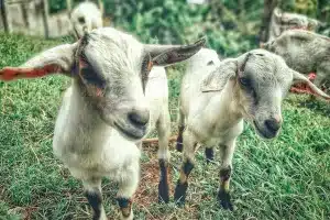 Understanding PPR Disease in Goats