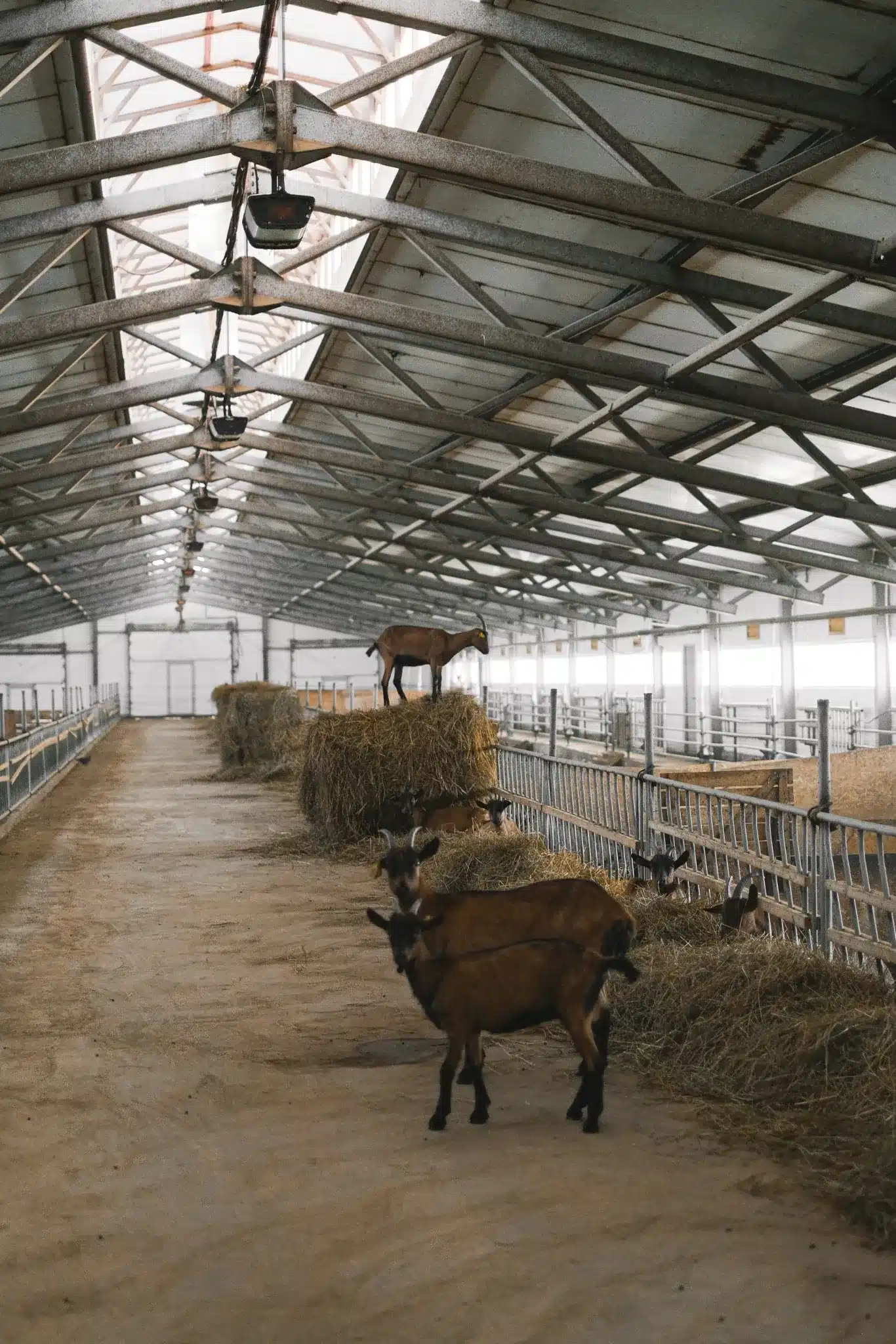 How Much Does It Cost to Start a 10-Goat Farm?