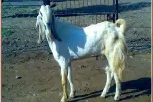 Jamunapari goat