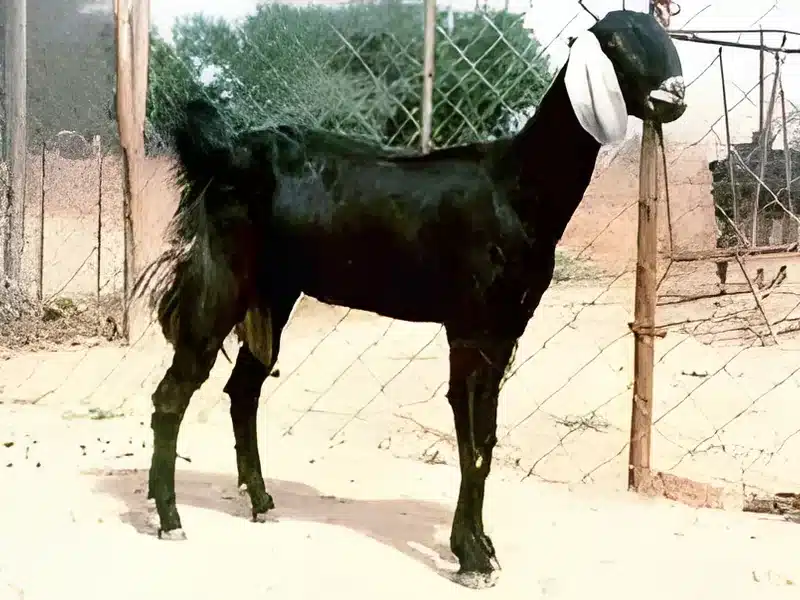 Jhakrana goat