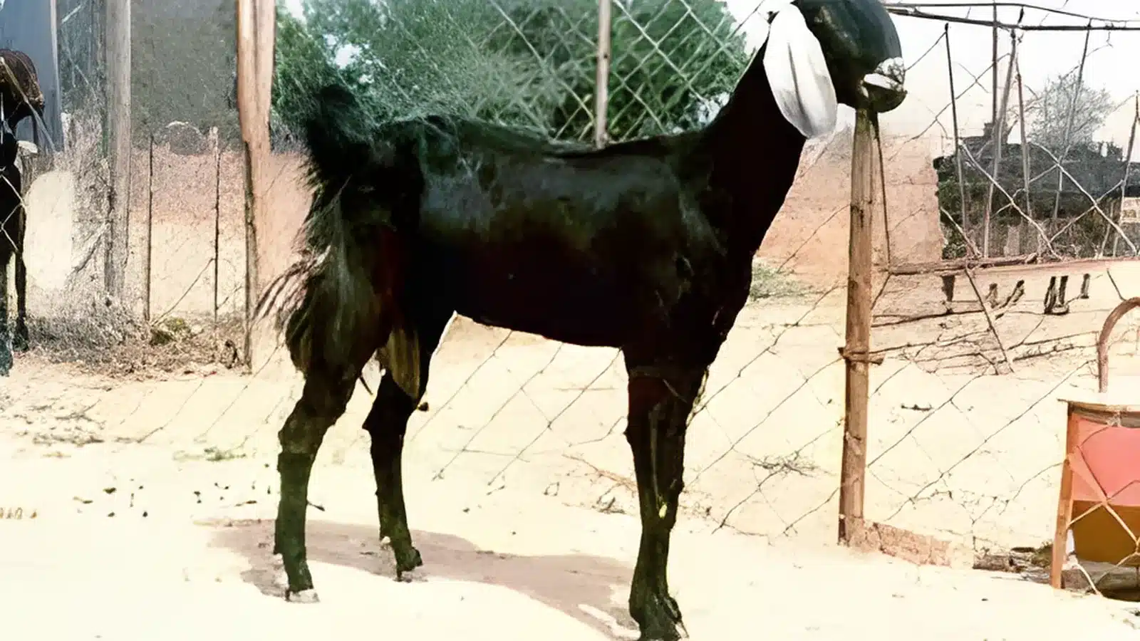 Jhakrana Goat Breed Guide