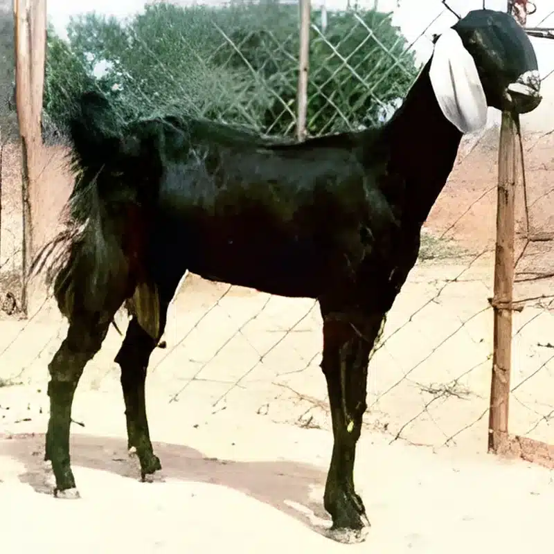 Jhakrana Goat