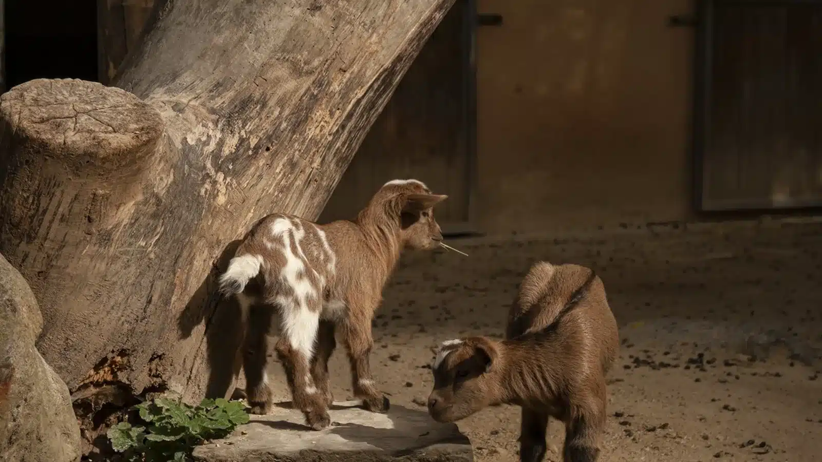 Newborn goat kids with mother