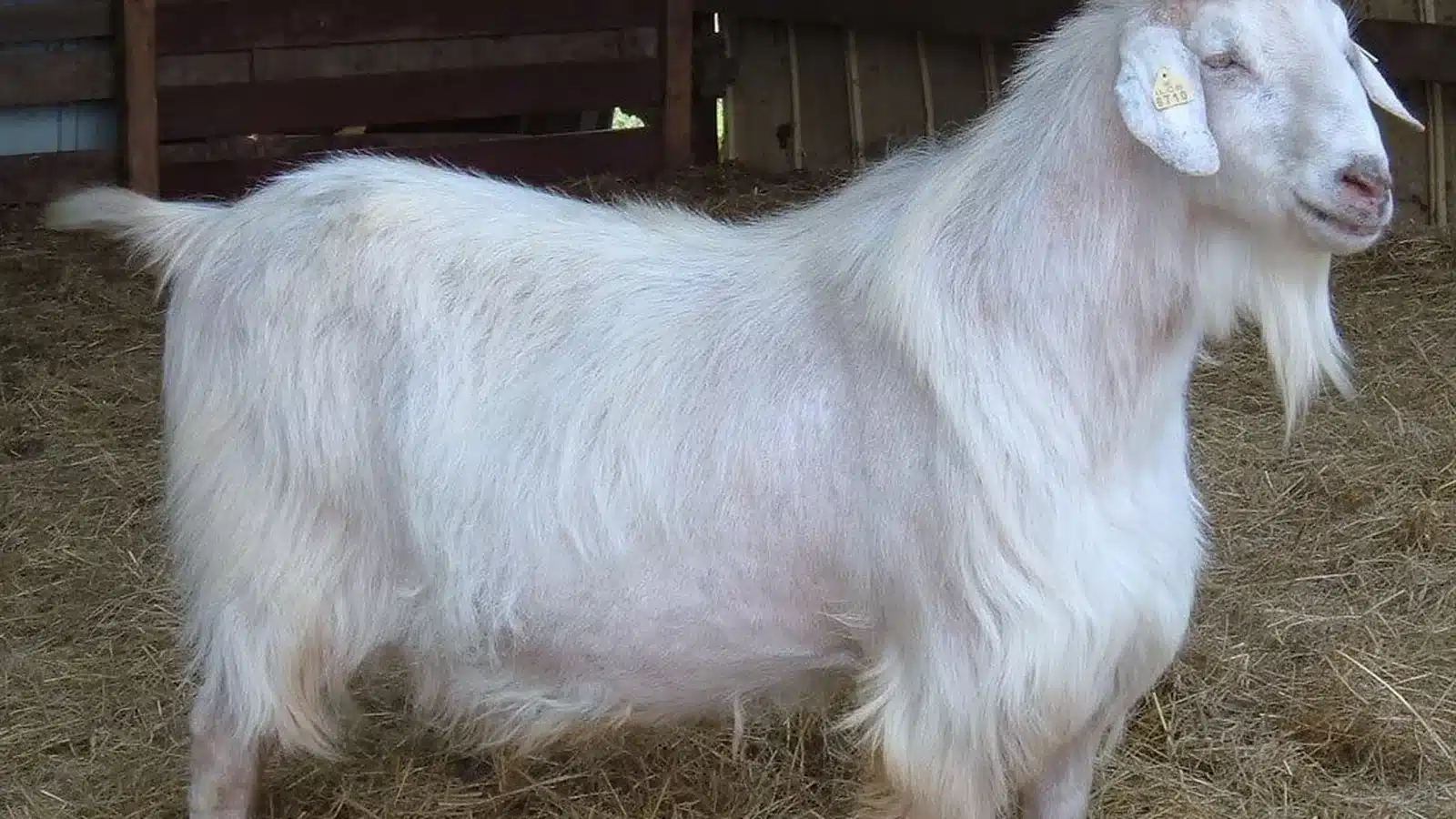 Kiko goat