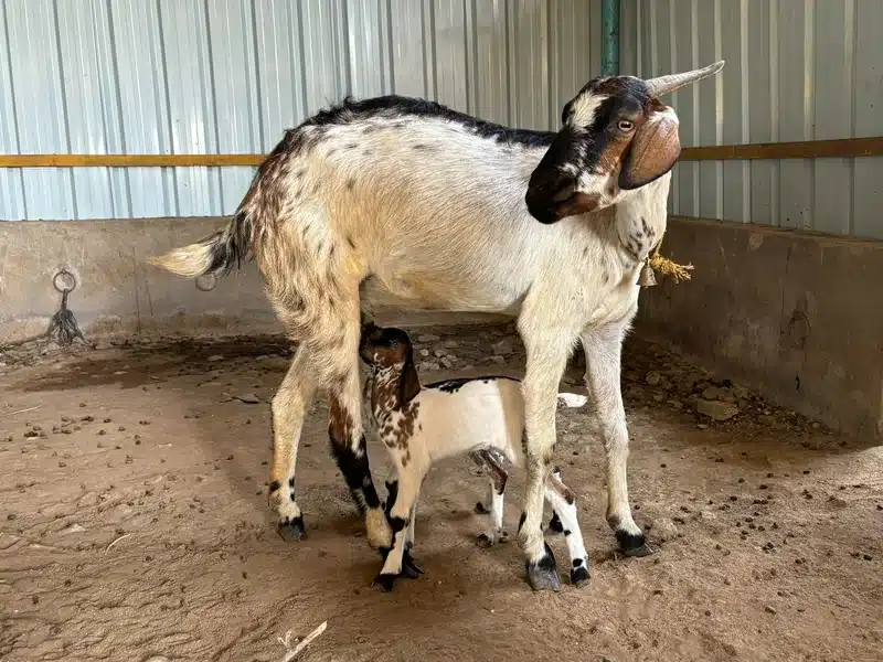 Kodi Adu goat