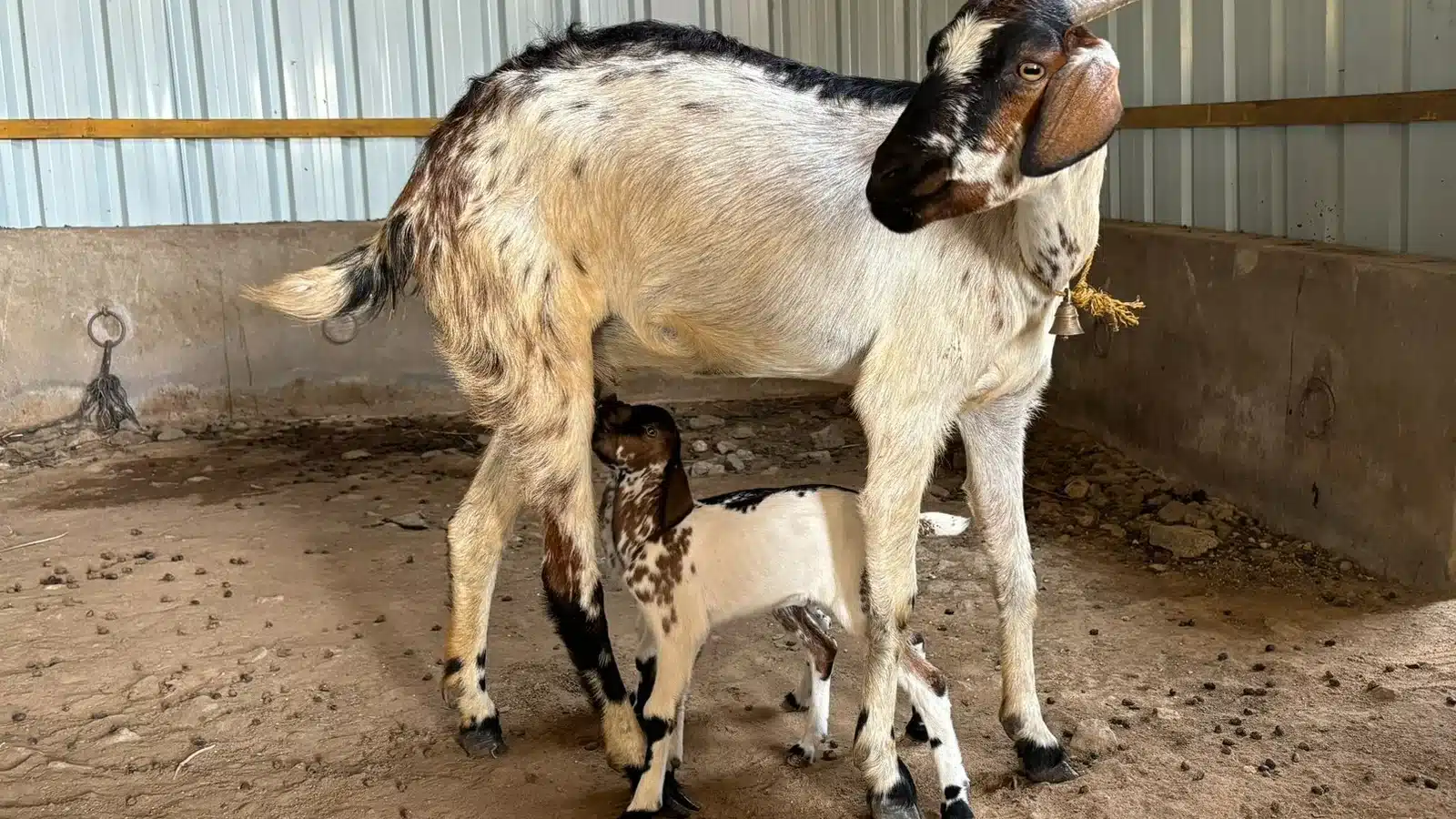 Kodi Adu Goat Breed Guide