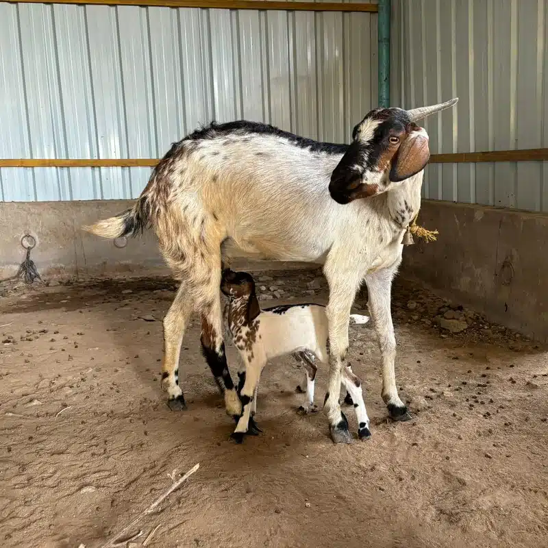 Kodi Adu Goat