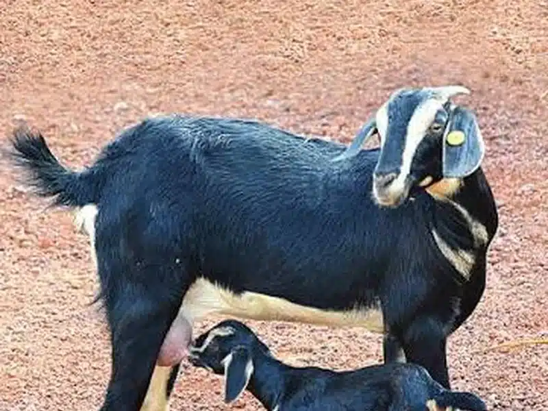 Konkan Kanyal goat