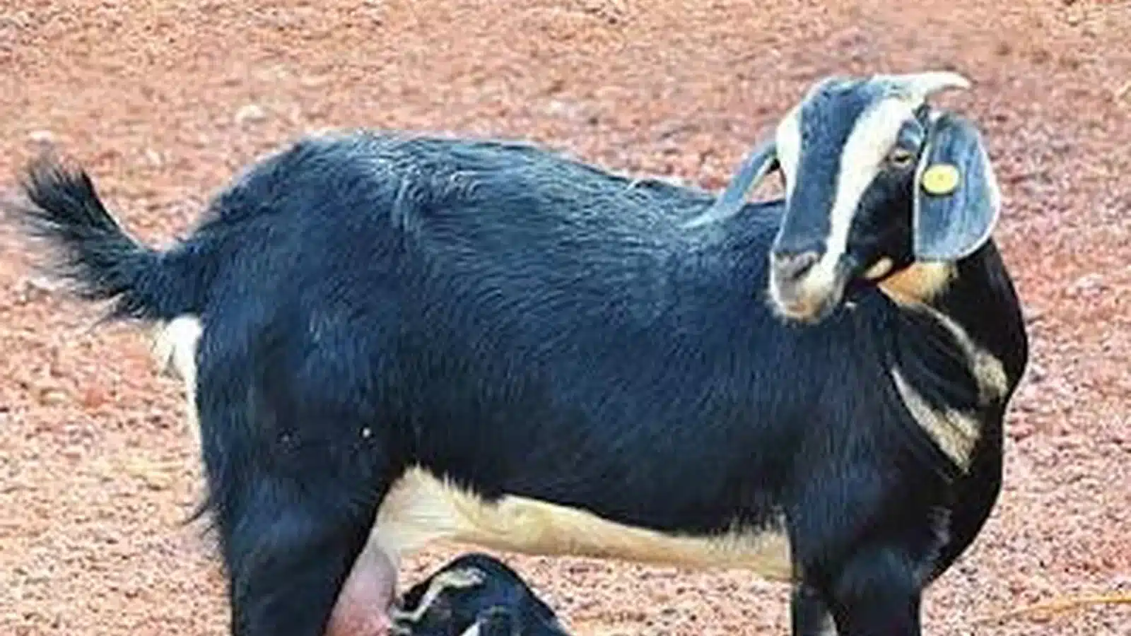 Konkan Kanyal Goat Breed Guide
