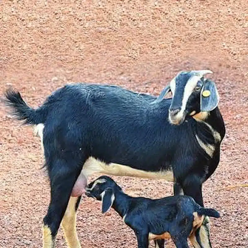 Konkan Kanyal Goat