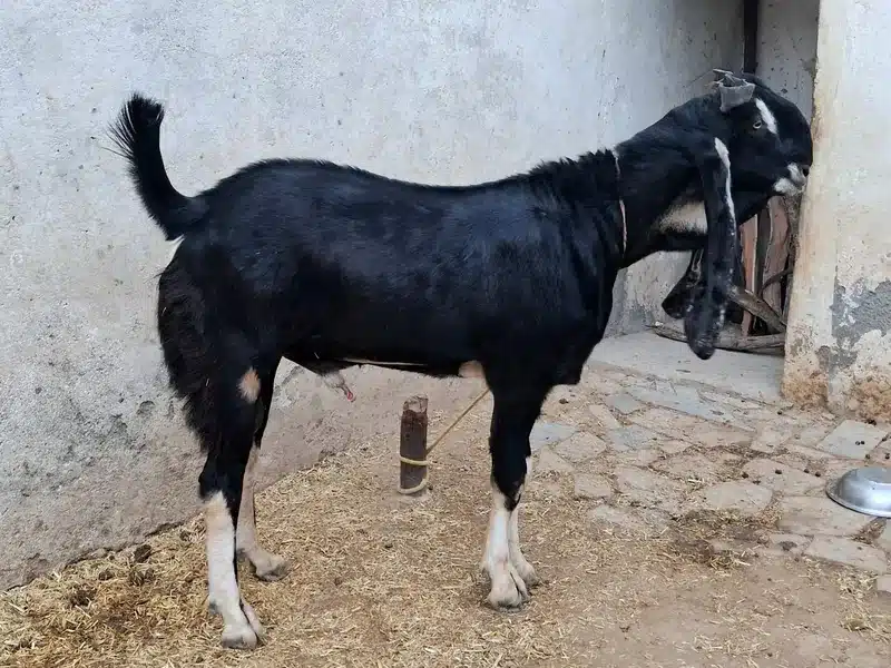 Kota goat