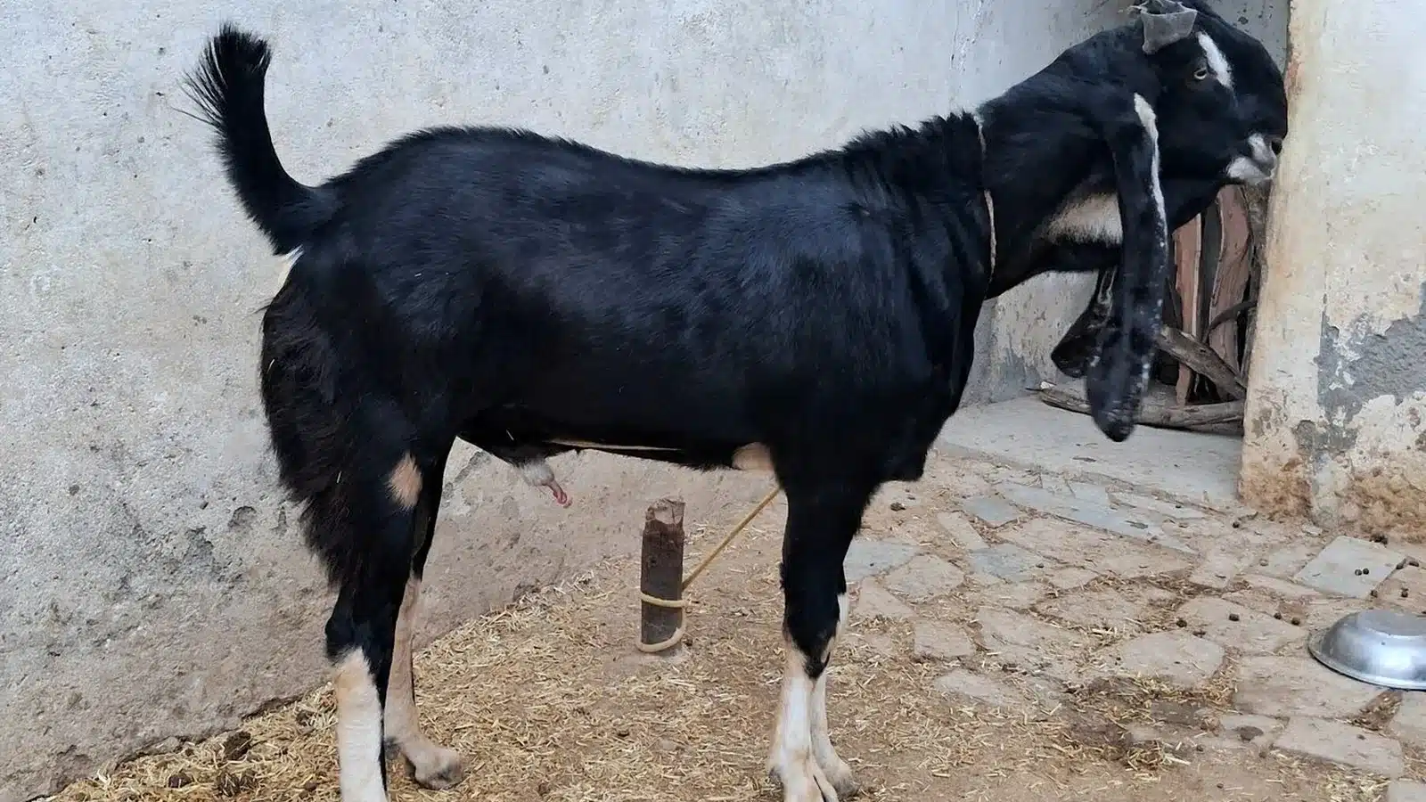 Kota goat