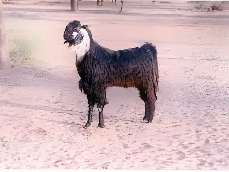 Kutchi goat