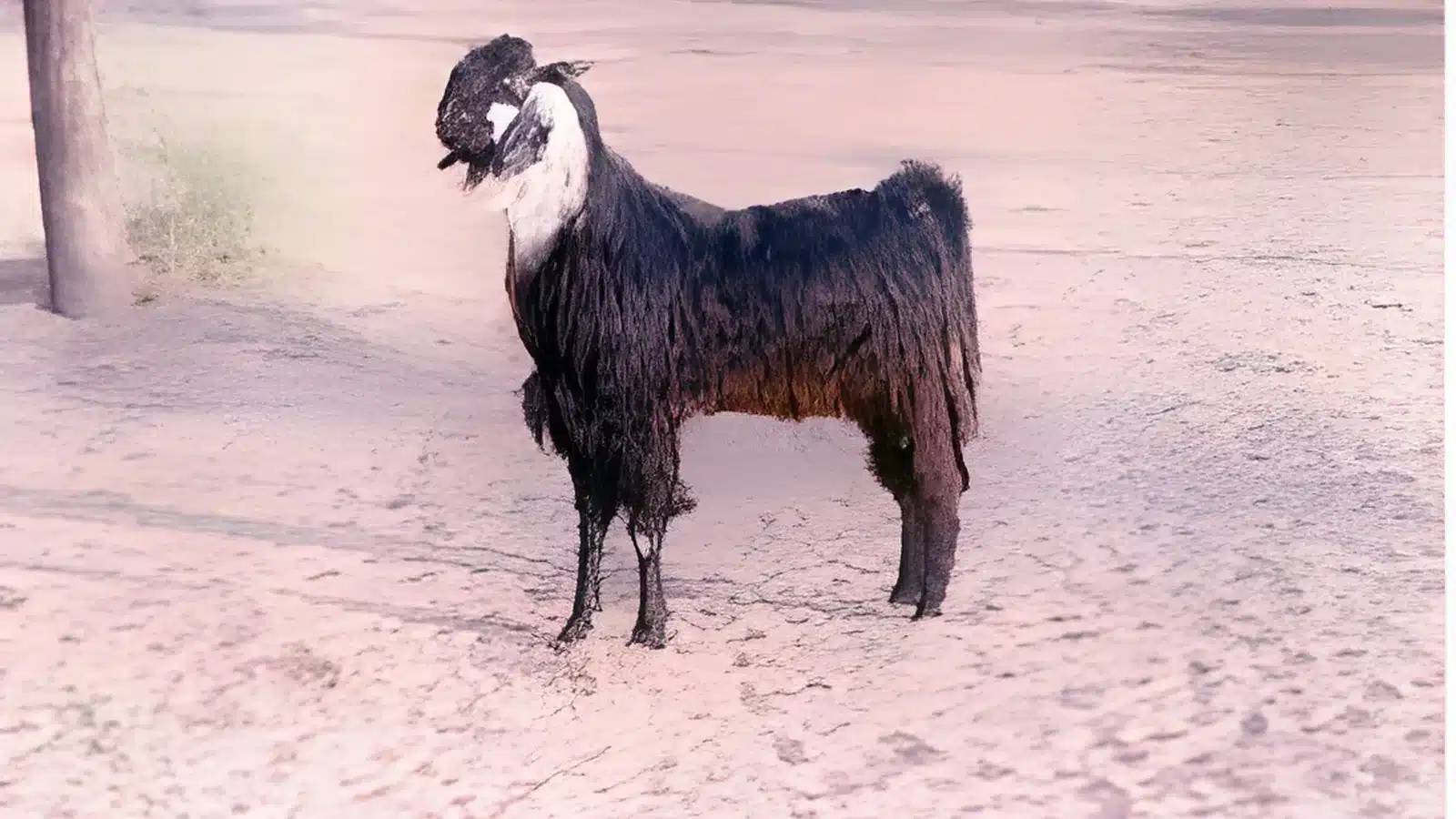 Kutchi goat