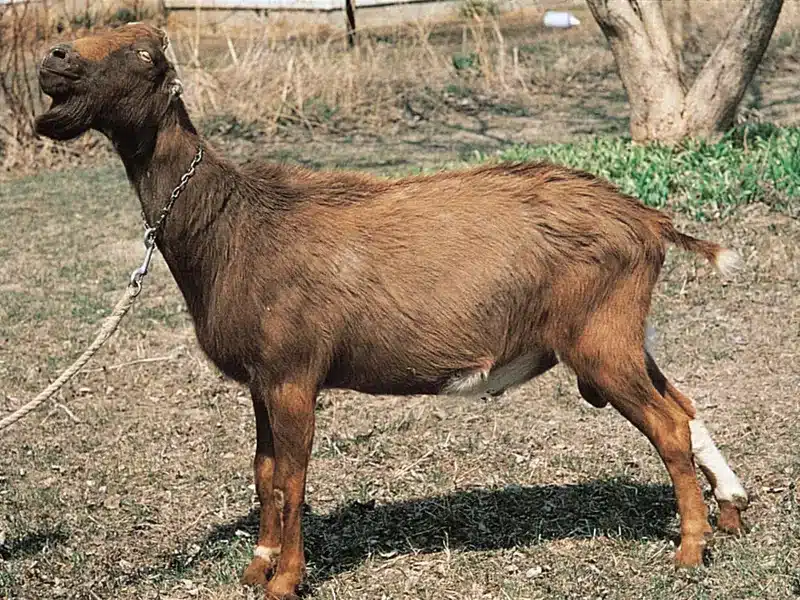 LaMancha goat