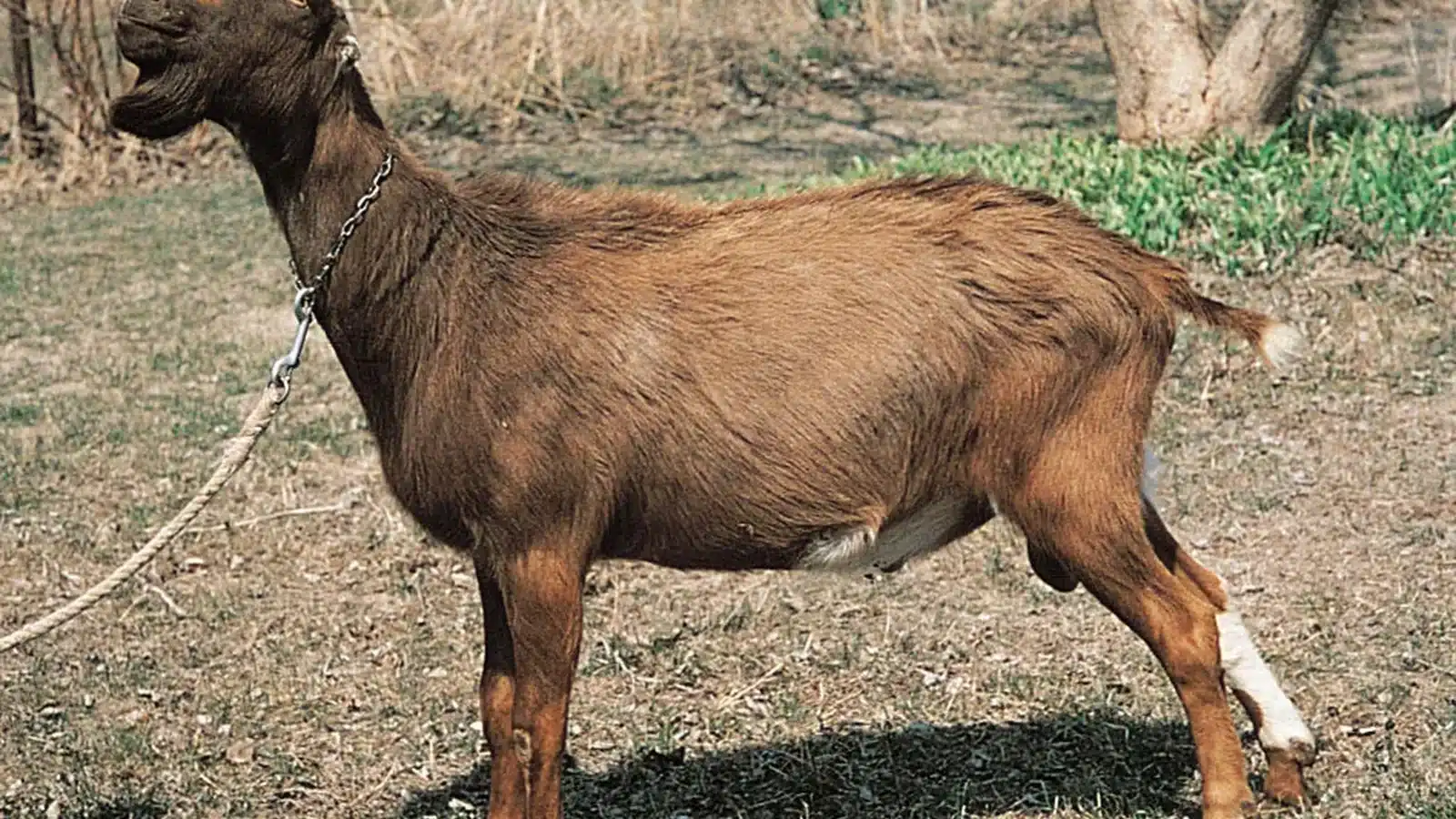 LaMancha Goat Breed Guide