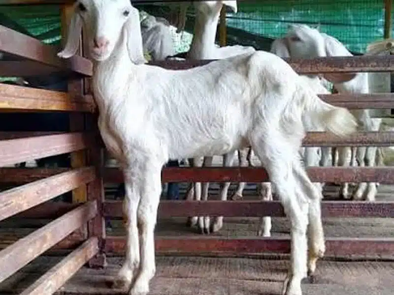 Malabari goat