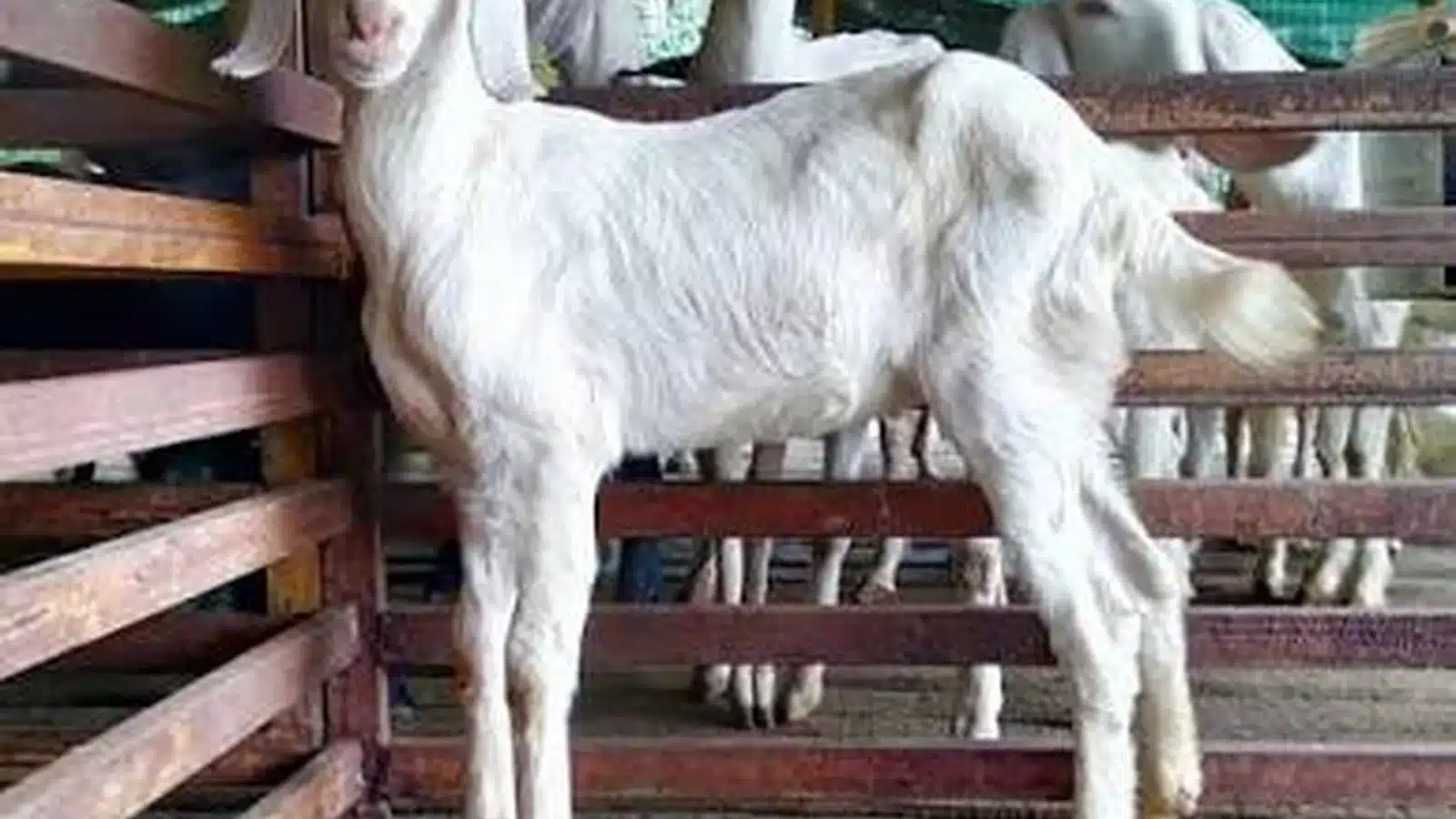 Malabari Goat Breed Guide