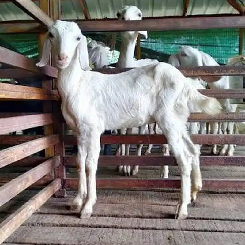 Malabari Goat