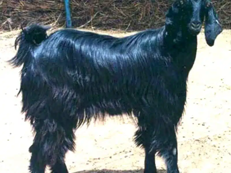 Marwari goat