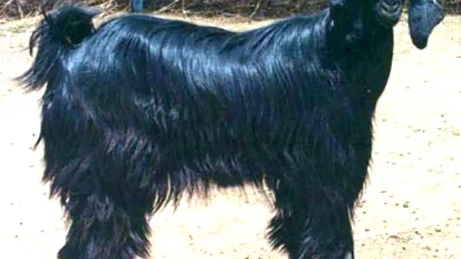 Marwari goat
