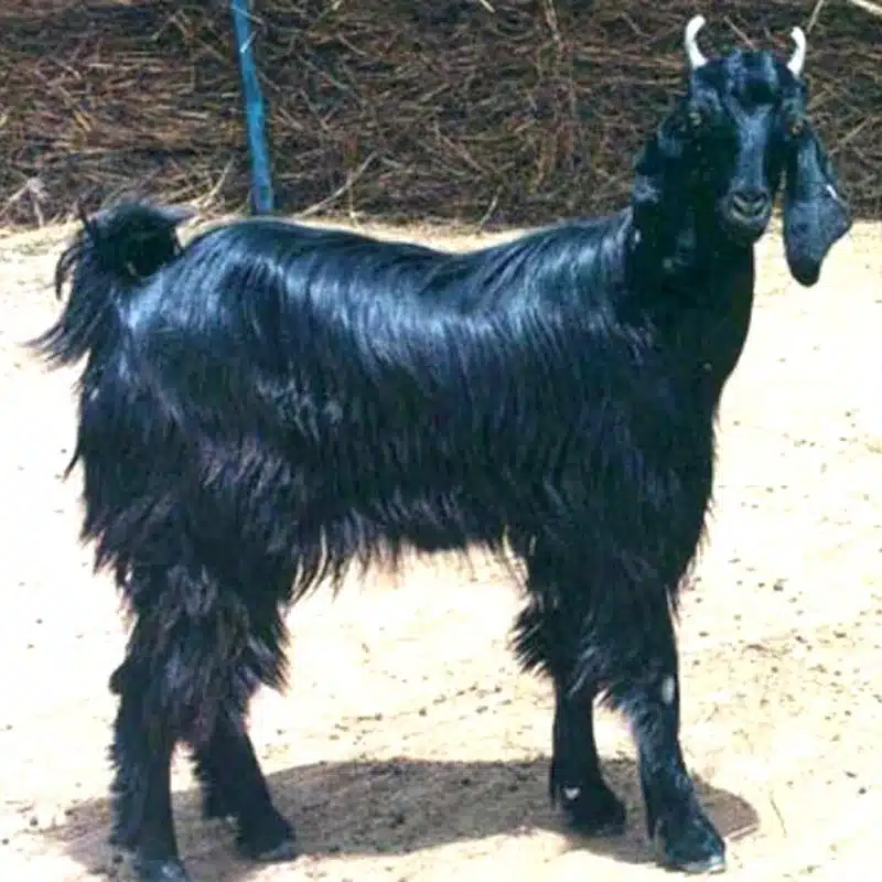 Marwari Goat