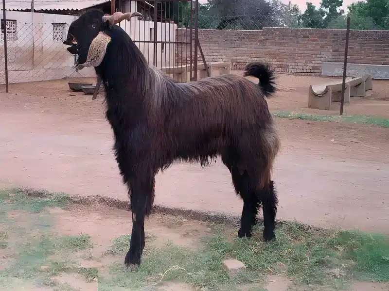 Mehsana goat