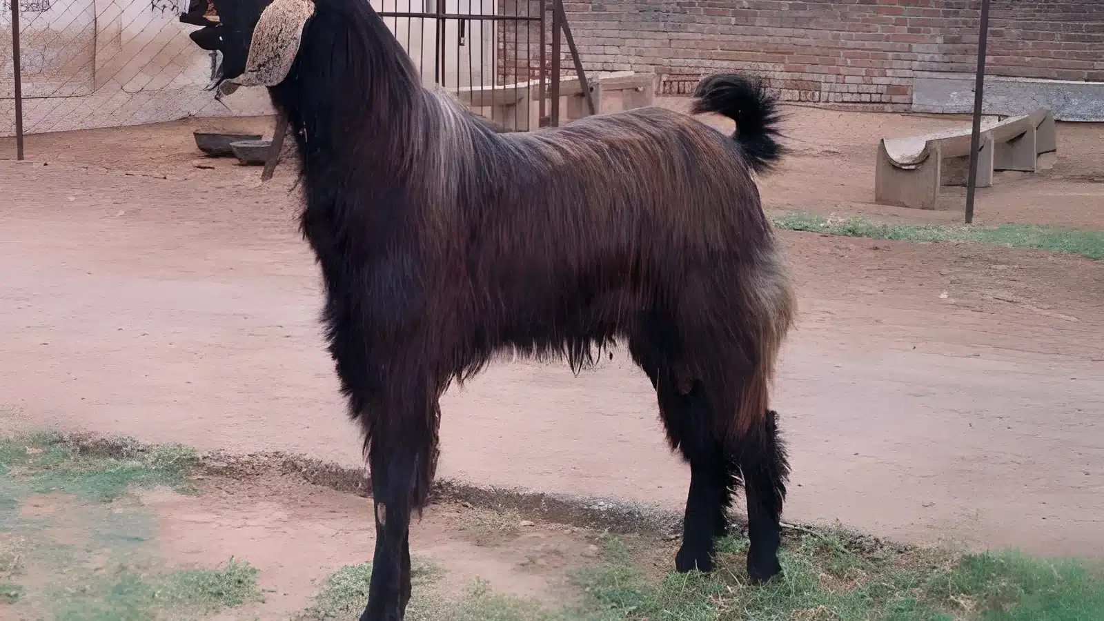 Mehsana goat