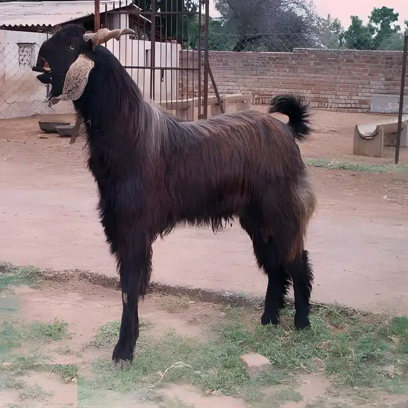 Mehsana Goat