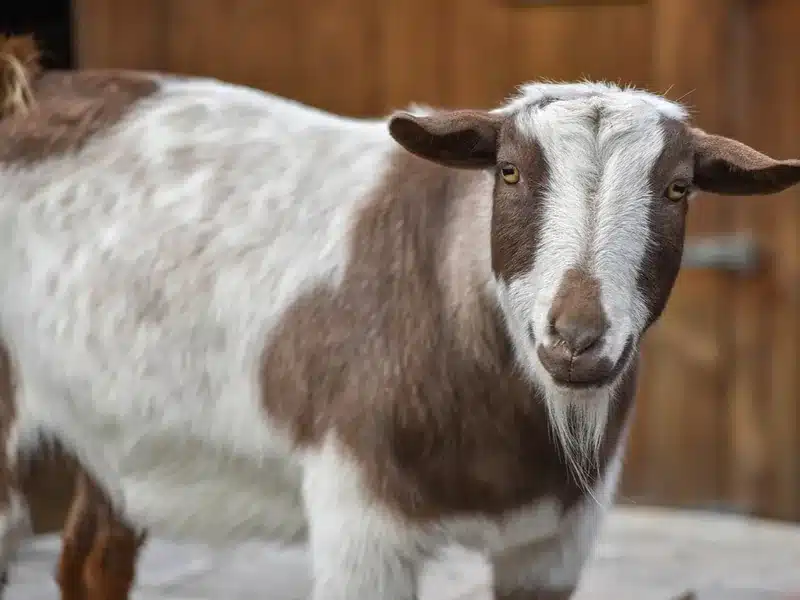 Nigerian Dwarf goat