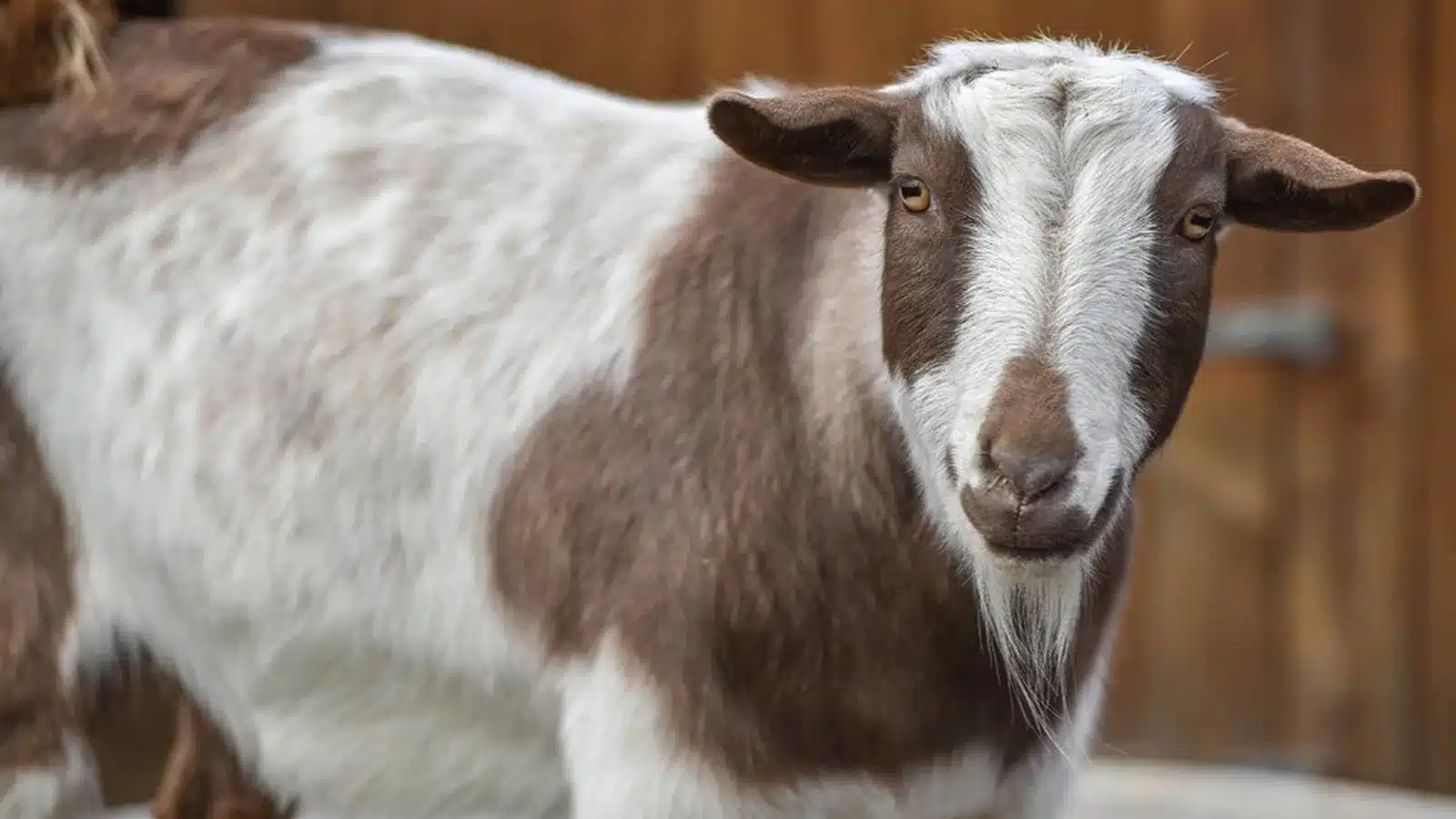 Nigerian Dwarf Goat Breed Guide